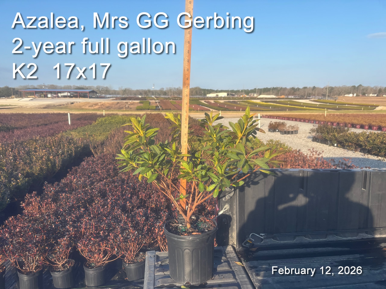 gallery/gg2yf k2 feb12.jpg